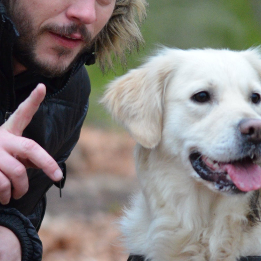 After Cruciate Ligament Knee Surgery (TPLO) - What Is the Recovery Time?