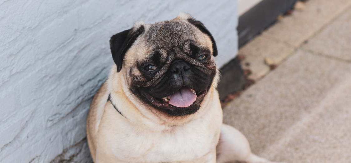 Can You Prevent Pug Myelopathy in My Dog to Reduce the Chances of the Disease?