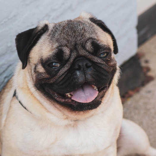 Can You Prevent Pug Myelopathy in My Dog to Reduce the Chances of the Disease?