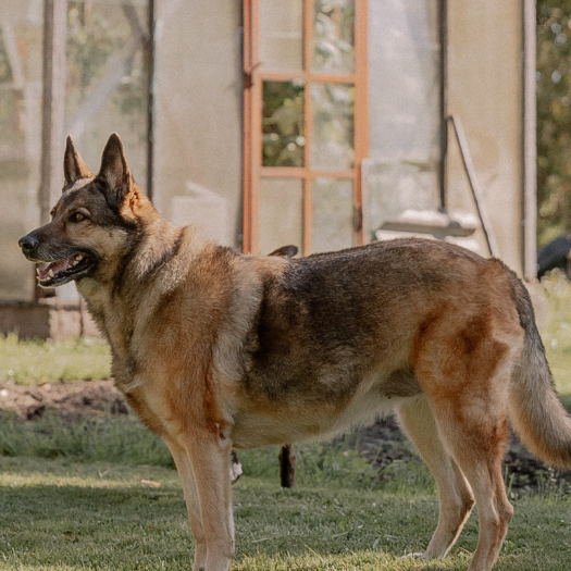 My German Shepherd Dog has Degenerative Myelopathy. What Should I Do?