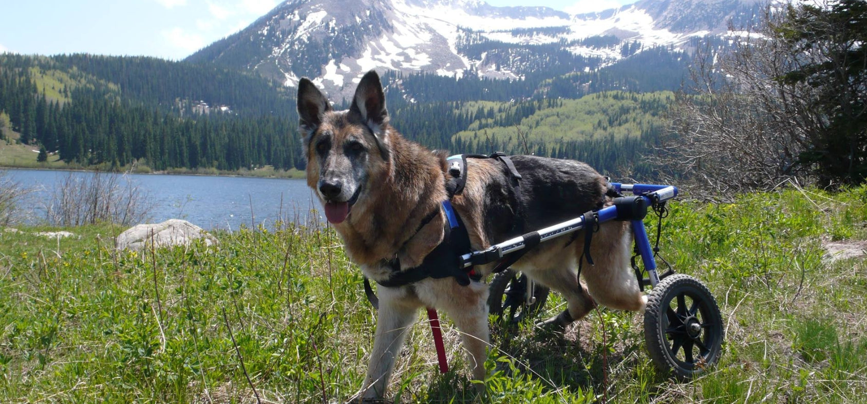 The Best Wheelchair for Dogs in the UK are Walkin" Wheels from Handicapped pets.....