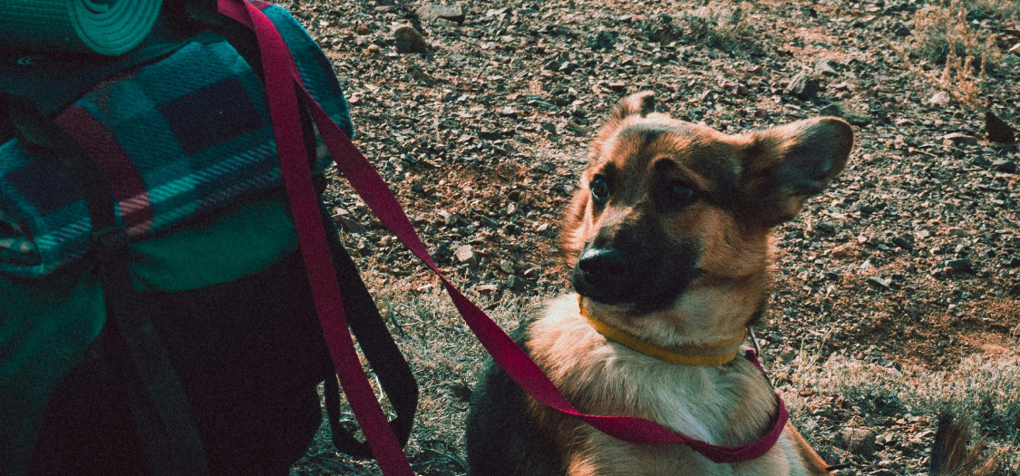 Dog Achilles Tendon Surgery - What Happens, Is It Successful, What I Should Know?