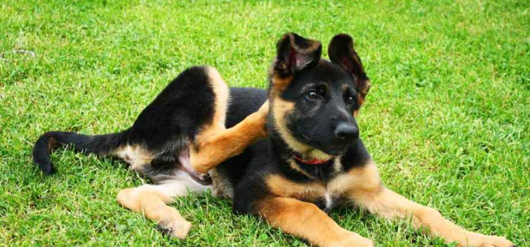 Be an Advocate for your Dogs Joints