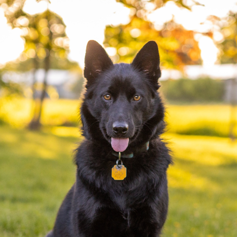 My German Shepherd Has Started To Drag and Knuckle Their Back Paws. What Should I Do?