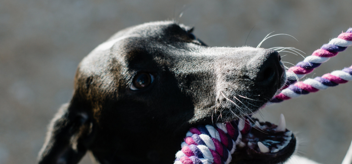 What are the Signs my Dog May be Experiencing Joint Issues?