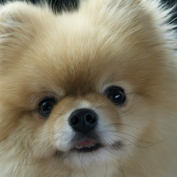 What is Black Skin Disease or Alopecia X in Dogs? What Should I Do?