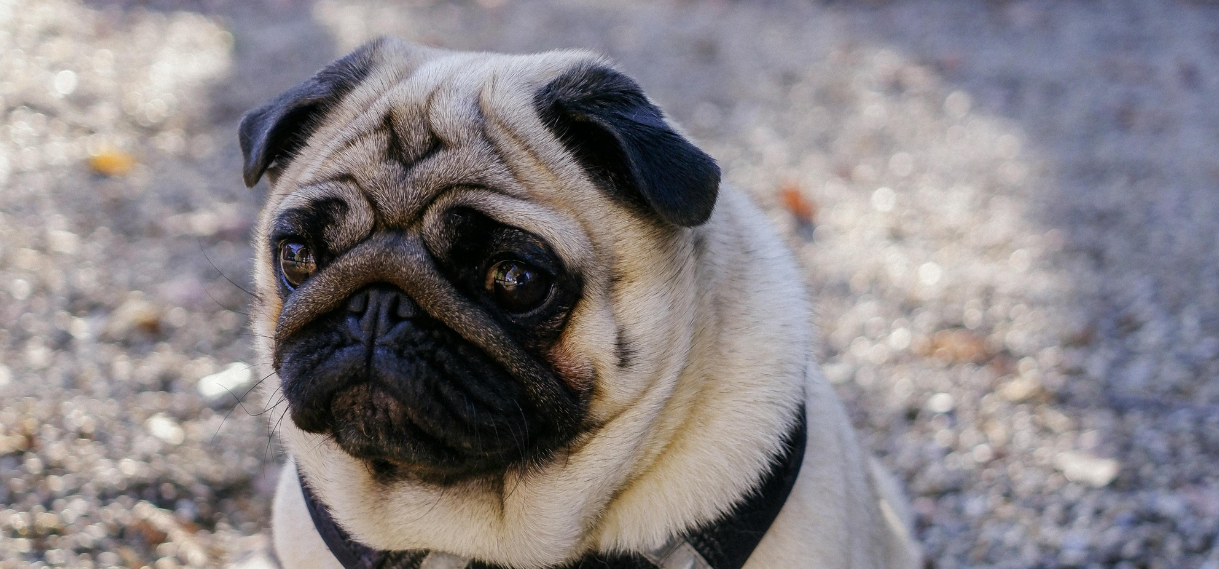 My Dog has Pug Myelopathy. What Should I Do?