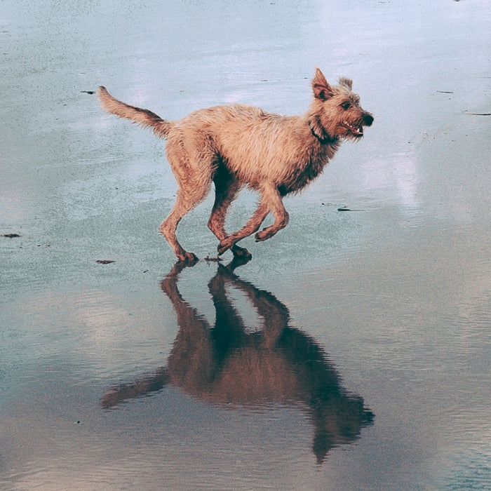 Natural Dog Supplements and What They Contain