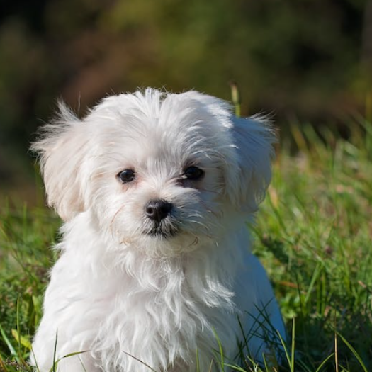 Bracken, the Jack Russel dog, had a Ruptured Cruciate Knee Ligament