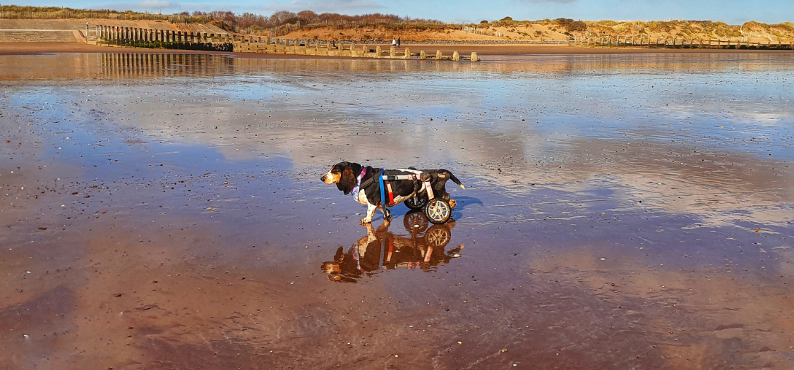 My Dog Has Bad Arthritis. Would a Dog Wheelchair Help?