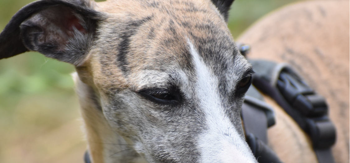 How Can I Stop My Greyhound Corns Re-Occurring?