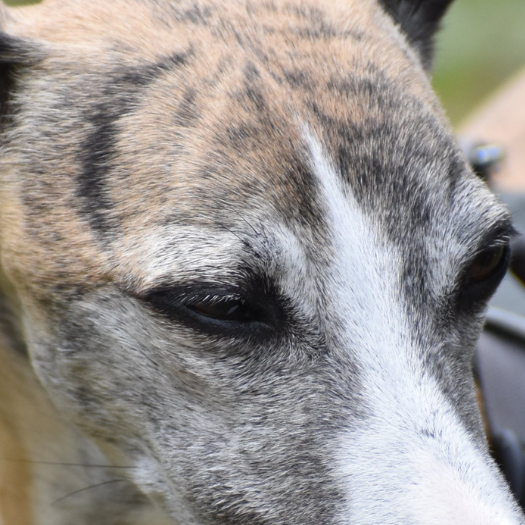 How Can I Stop My Greyhound Corns Re-Occurring?