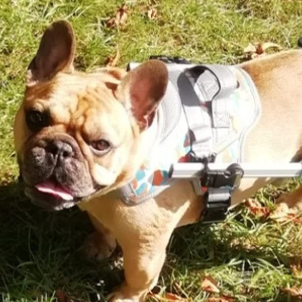 How Can I Get The Right Size Dog Wheelchair?