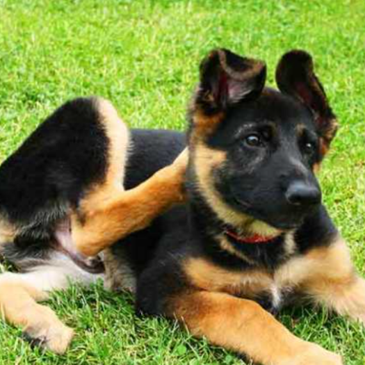 What are the Common Signs My Dog May Have a Grass Allergy?