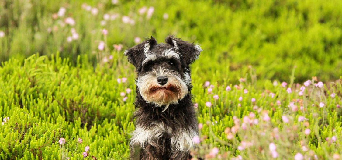 What Does IVDD Look Like In My Dog? What are the Early Signs of IVDD In My Dog?