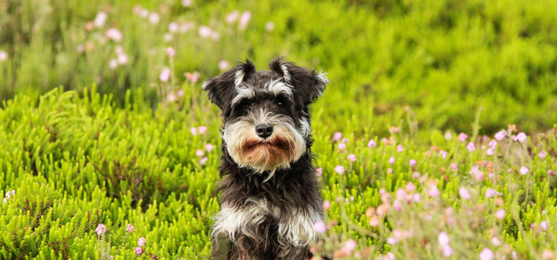 Are Certain Dog Breeds More Prone to Grass Allergies Than Others?