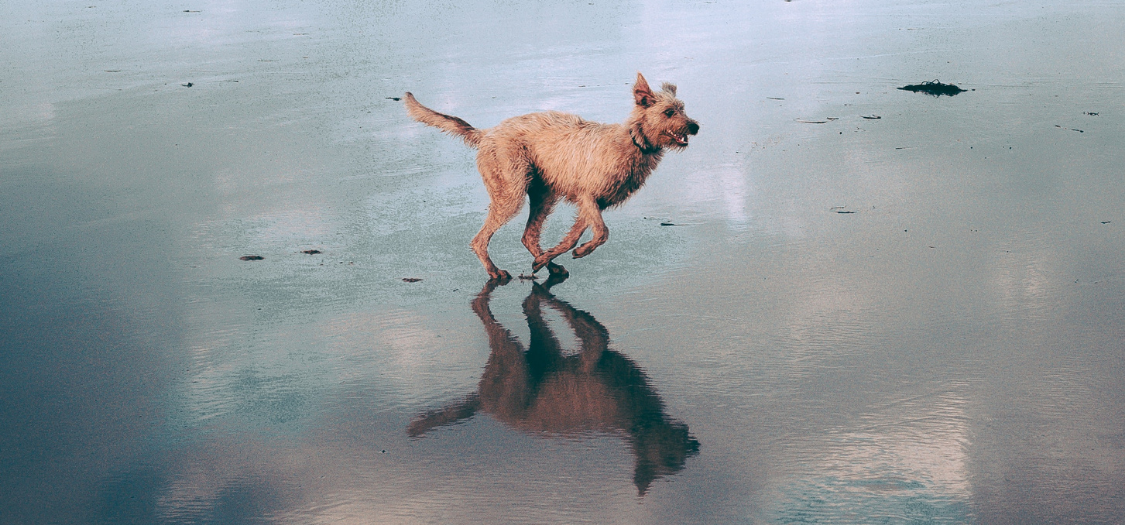 My Dog Has Completely Torn His Achilles Tendon. What Should I Do?