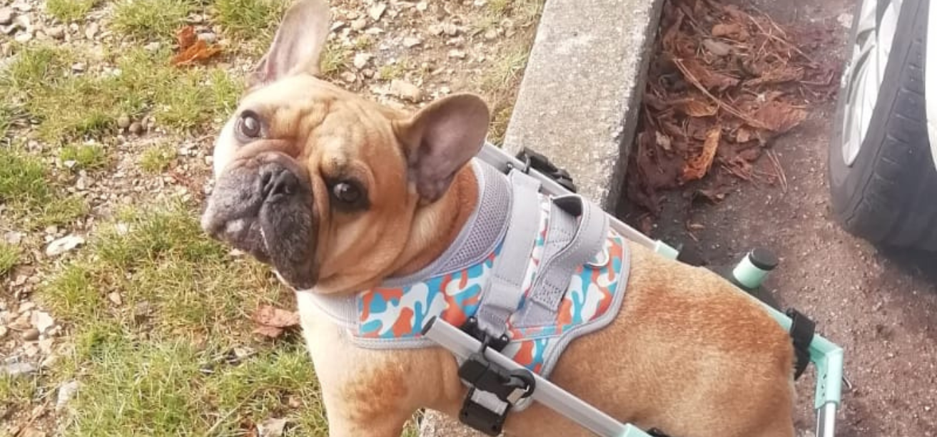 What is The Average Lifespan of a Dog Wheelchair? Do you offer Replacements?