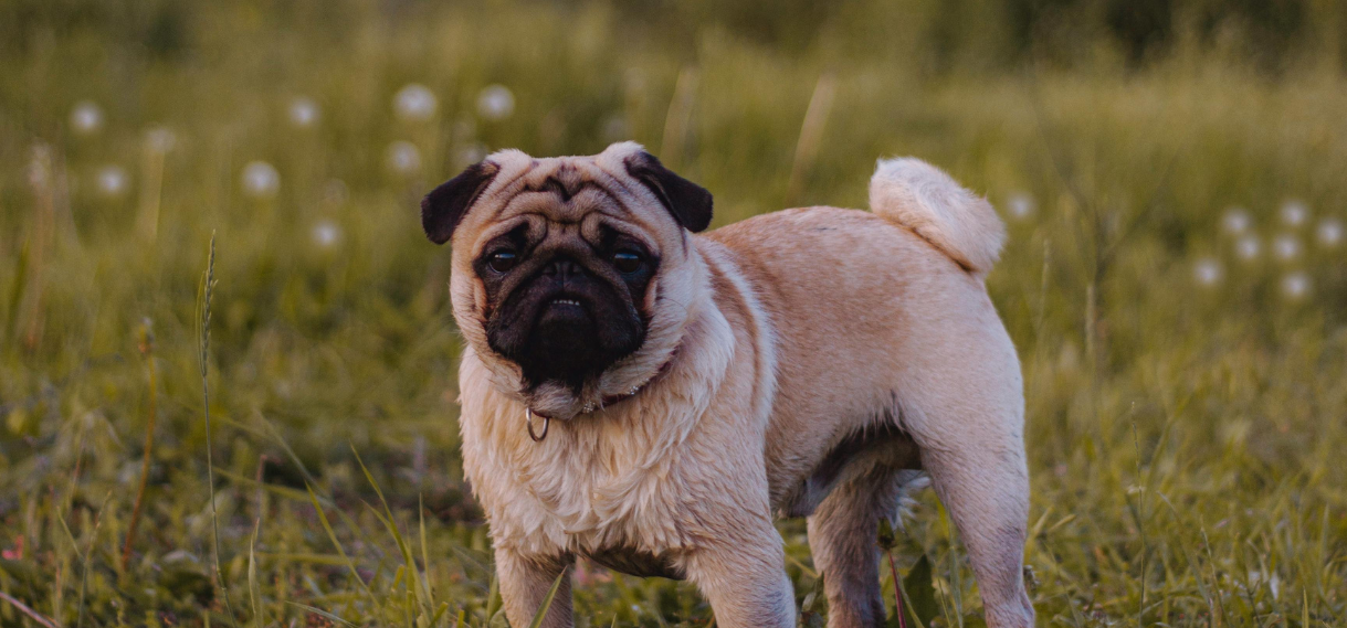 What Exercises or Therapies Can Benefit Pugs with Neurological Conditions?