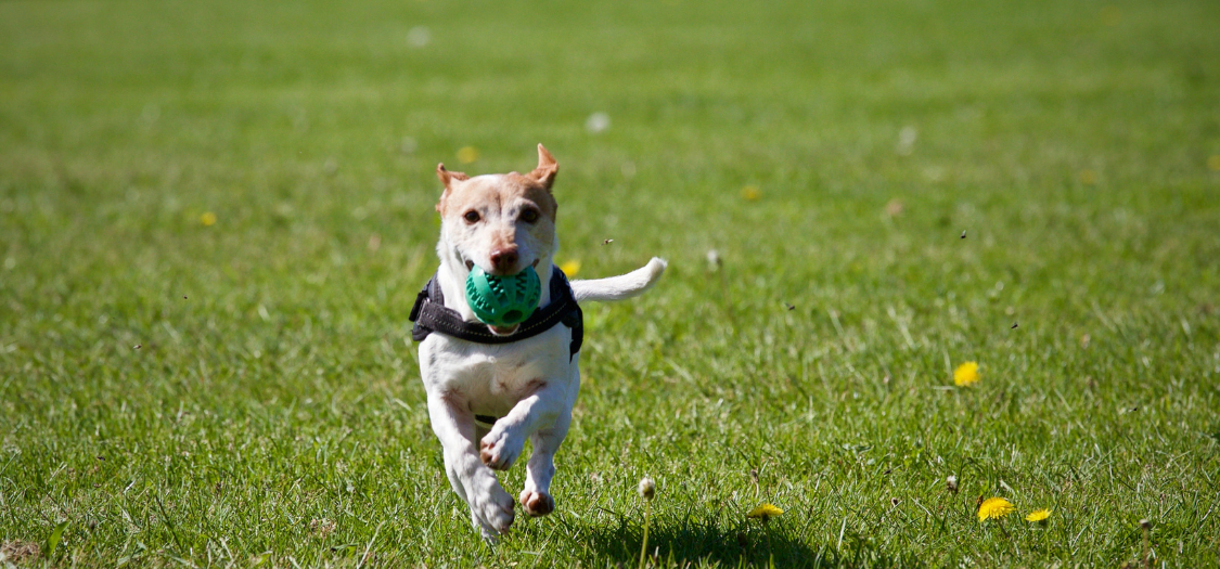 What Causes Grass Allergies in My Dog? What Should I Do?