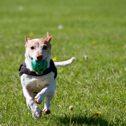 Slipped Discs in Dogs - The Complete Guide