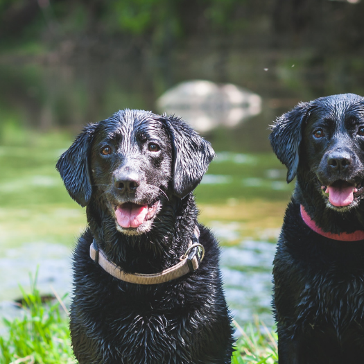 Is There a Test for Degenerative Myelopathy For My Dog?