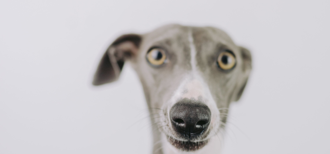 Can I Remove A Greyhound Corn At Home By Myself?