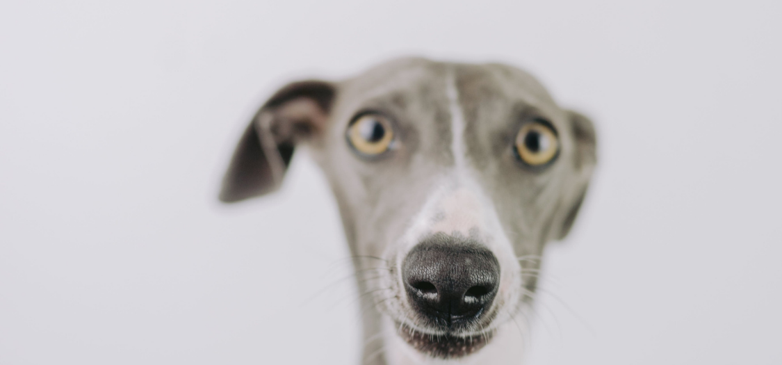 My Dog Is Too Old To Have Surgery For Achilles Tendon Surgery. What Should I Do?
