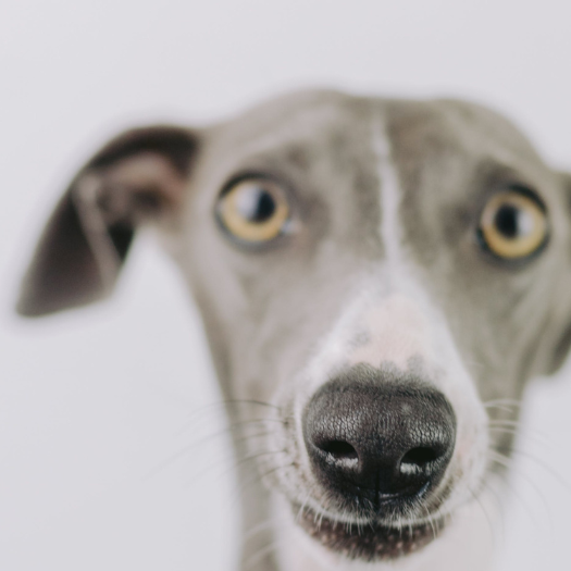 Can I Remove A Greyhound Corn At Home By Myself?