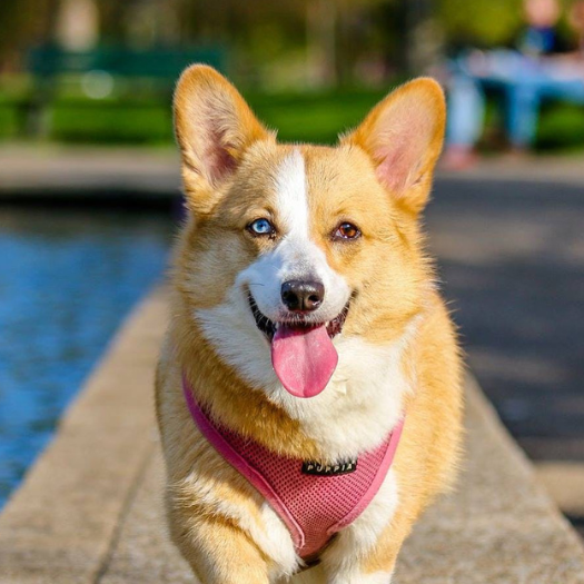 My Dog Has Elbow Dysplasia. What Should I Do?