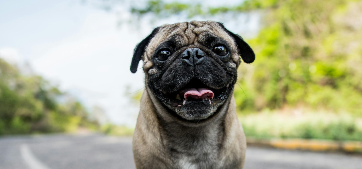 What are the Signs and Symptoms of Pug Myelopathy?