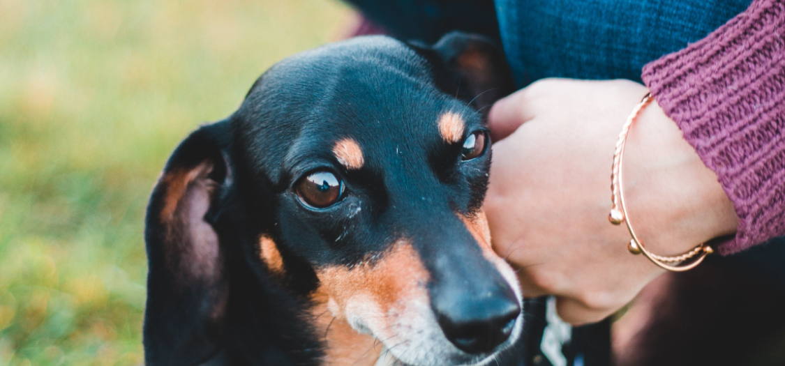 My Dachshund Has IVDD. What Should I Do?