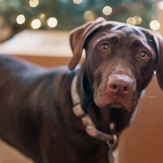 My Dog is Recovering from Surgery and Drags His Back Paw and Leg. What Should I Do?