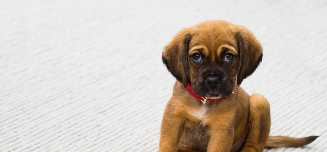 My Puppy’s Front Legs Are Bowing. What Should I Do?