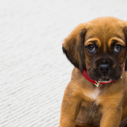 My Puppy’s Front Legs Are Bowing. What Should I Do?