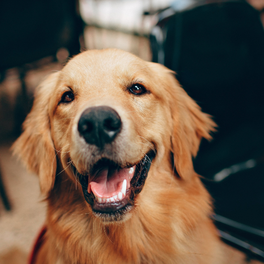 Hip Dysplasia in Your Golden Retriever - A Complete Guide