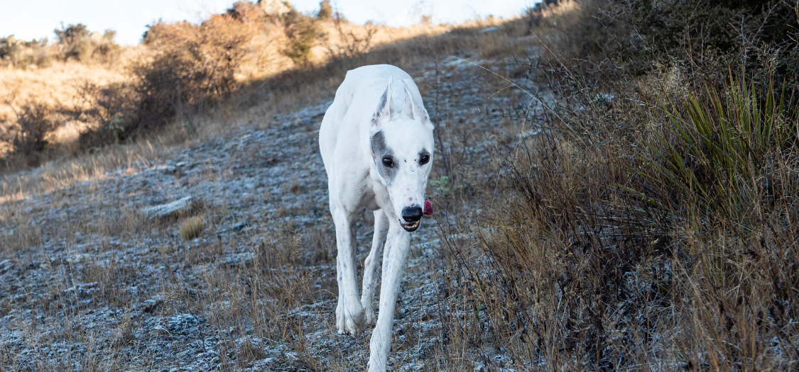 My Greyhound Limps on Hard Surfaces. What Should I Do?