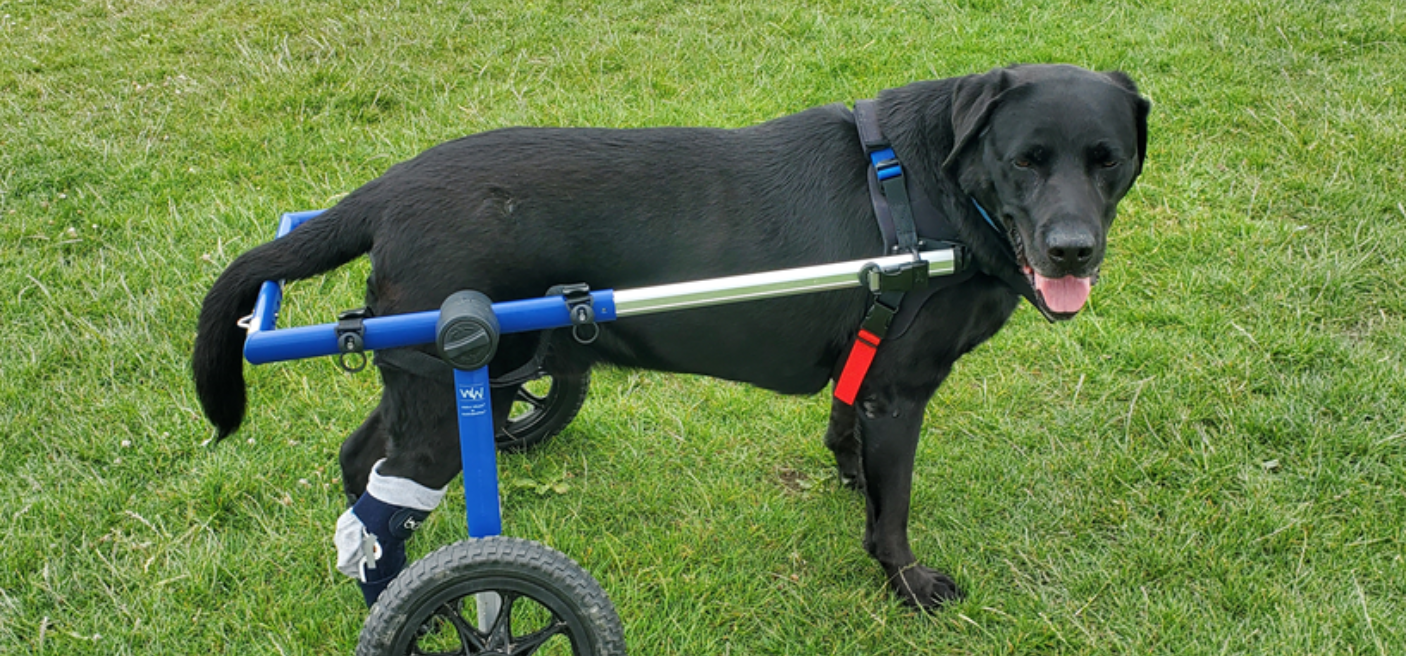 Can I Use a Dog Wheelchair in the House?