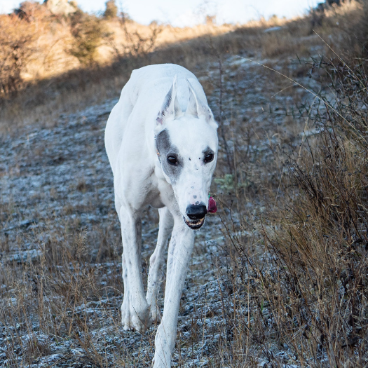 10 Reasons Why My Dog Might Be Limping In Their Front Leg or Paw