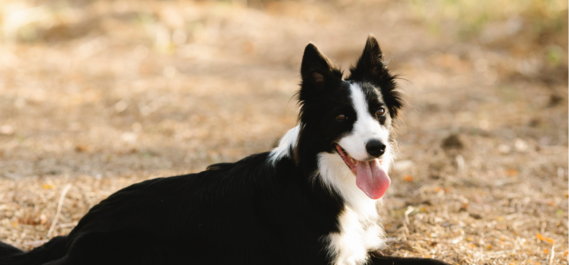 Ben, the Border Collie dog, Suffers with Carpal Hyperextension and Flat Toes