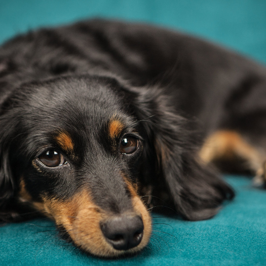 Can My Dog Avoid IVDD Surgery With Non-Surgical Treatments?