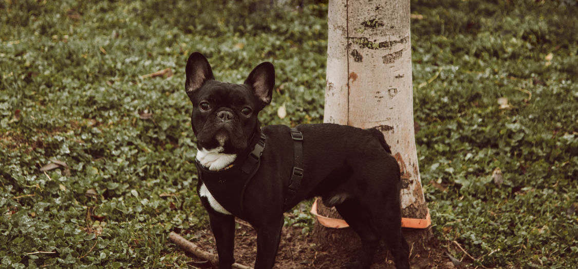 My 4 year old Frenchie has IVDD. He is not in much pain atm and is extremely mobile and active. The vet has prescribed 4 weeks in a cage, with lots of drugs to keep him calm. I’m looking at other options and see that you have a brace for dogs with IVDD