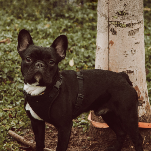 My 4 year old Frenchie has IVDD. He is not in much pain atm and is extremely mobile and active. The vet has prescribed 4 weeks in a cage, with lots of drugs to keep him calm. I’m looking at other options and see that you have a brace for dogs with IVDD