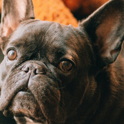 Dog Cruciate Ligament Knee Surgery (TPLO Surgery) - What Happens, Is It Successful and What Should I Know?