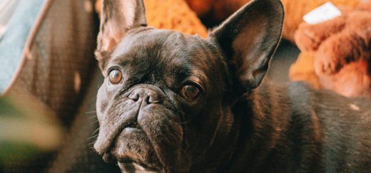 Dog Cruciate Ligament Knee Surgery (TPLO Surgery) - What Happens, Is It Successful and What Should I Know?