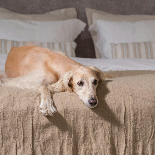 Why Dogs Joints Click. What Is This? What Should I Do?