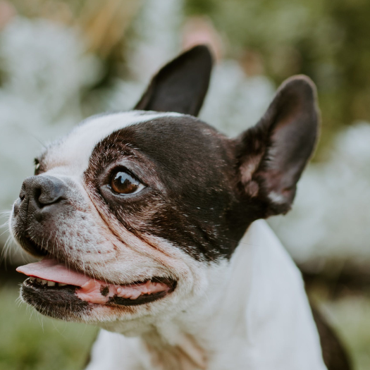 Back / IVDD Surgery Left My Dog Paralysed. What Should I Do?