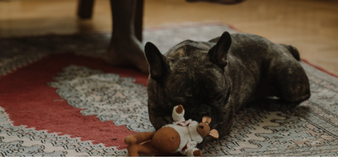 My Dog’s Back Legs Are Suddenly Not Working. What Should I Do?