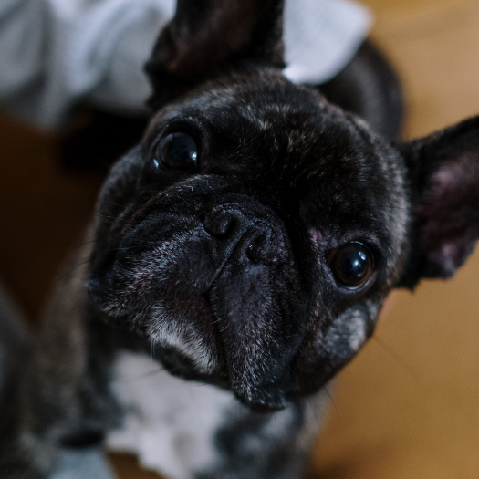 What Does IVDD Surgery Involve For My Dog? What Happens and What I Should Know?