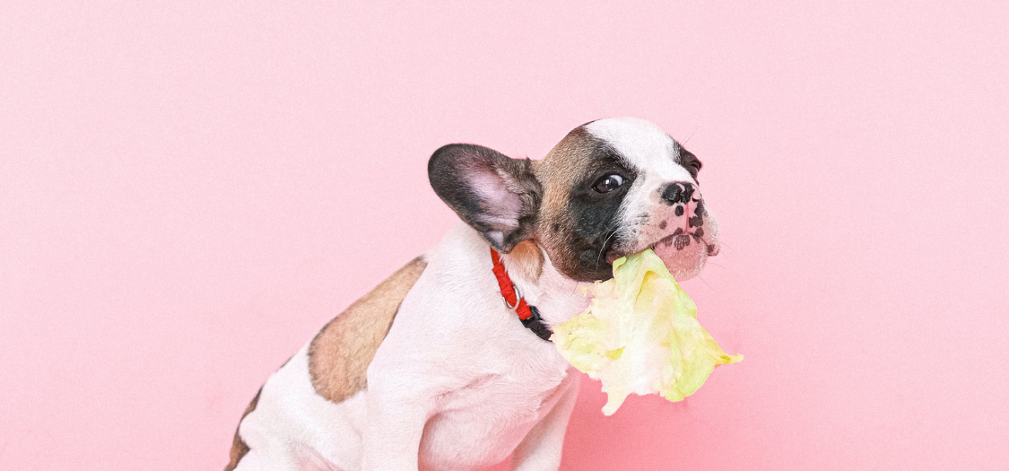 How Can I Prevent My Dog From Getting IVDD?